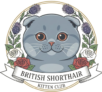 British shorthair kitten